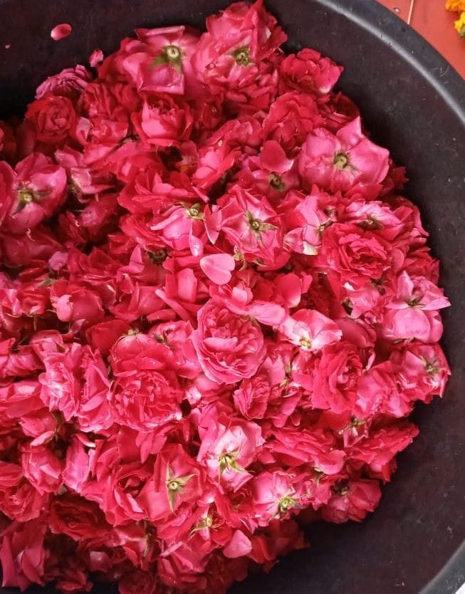 Delhi's roses will mix the hearts of Hathras