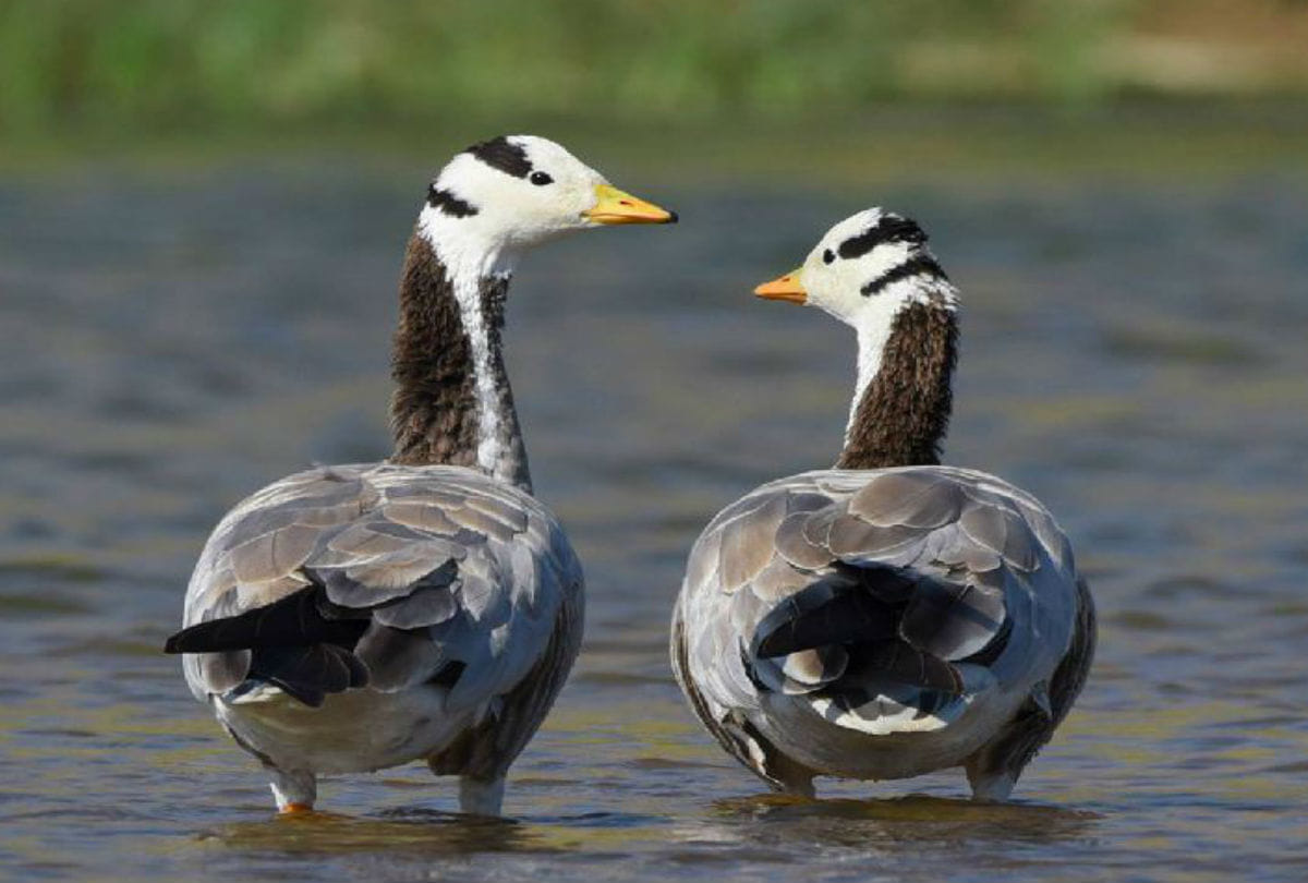 Valentine week Bird Lover Come To Chambal Safari