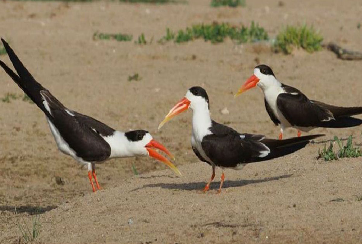 Valentine week Bird Lover Come To Chambal Safari