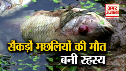 Hundred Of Fish were dead in Nanjundapuram Check Dam,