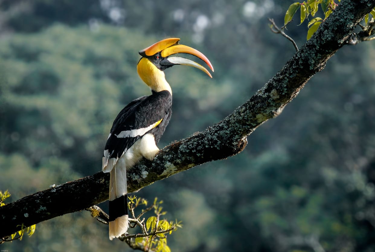 Hornbill Bird in bah Forest Its breeding period is not less than any wonder