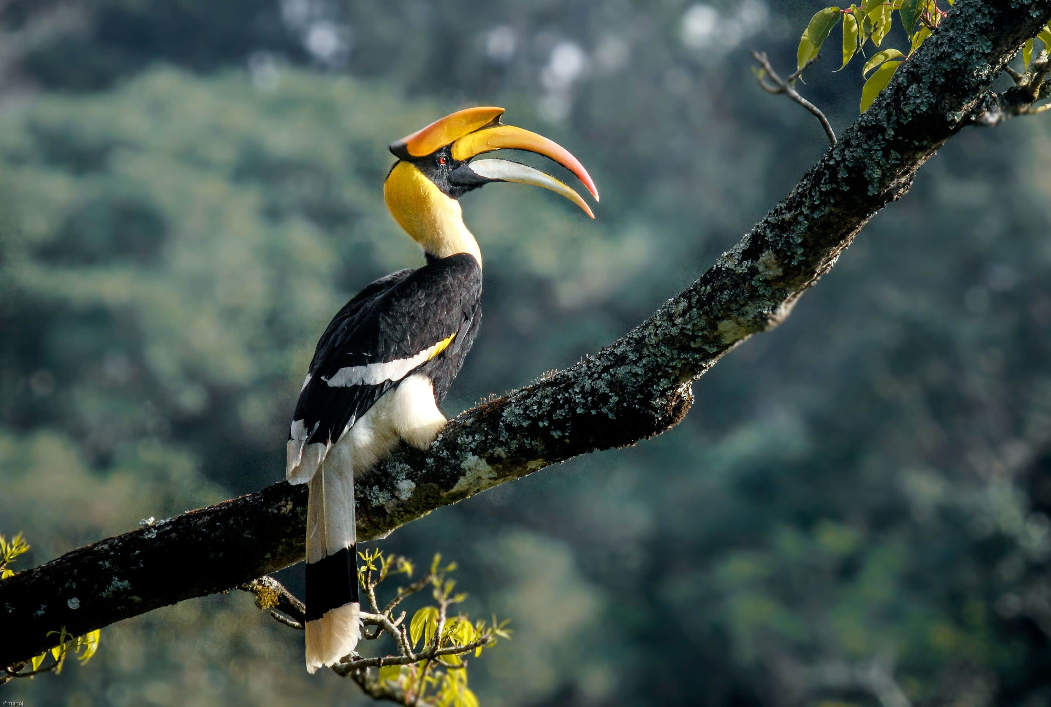 hornbill festival 2020 shedule tickets dates in tripura after nagaland know all about it