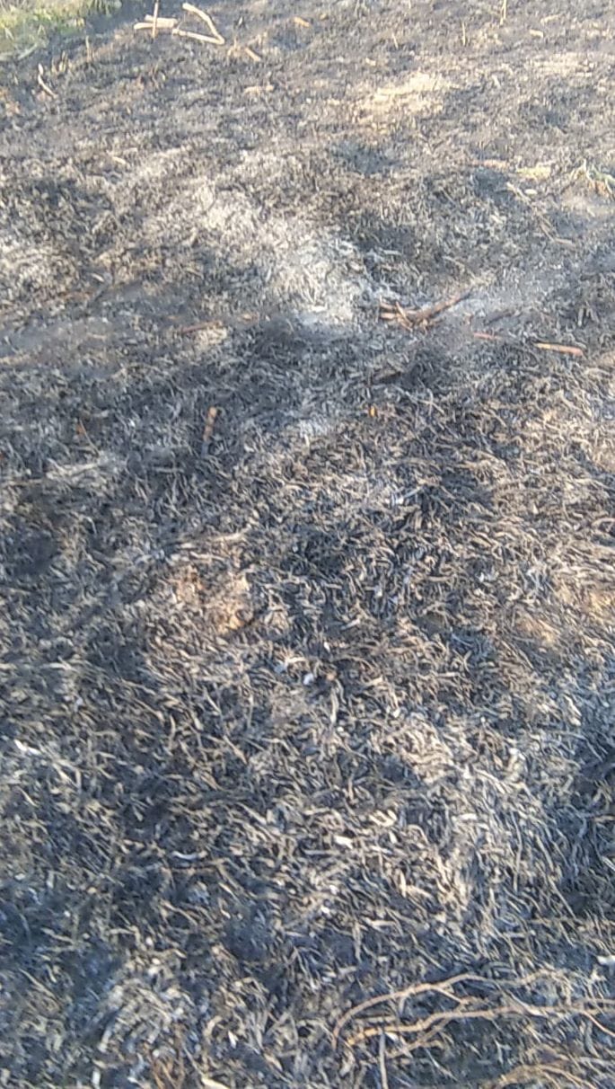 12 beegah sugercane crop fired by  nebour