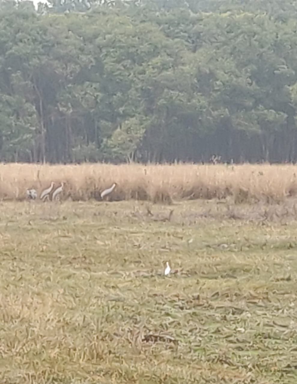 dudhawa tiger reserve