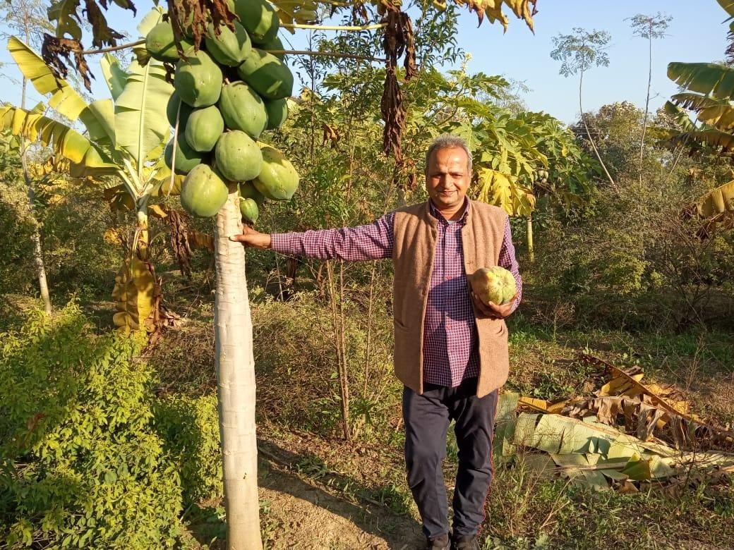 Organic manure made from cow dung and cow urine, increased yield