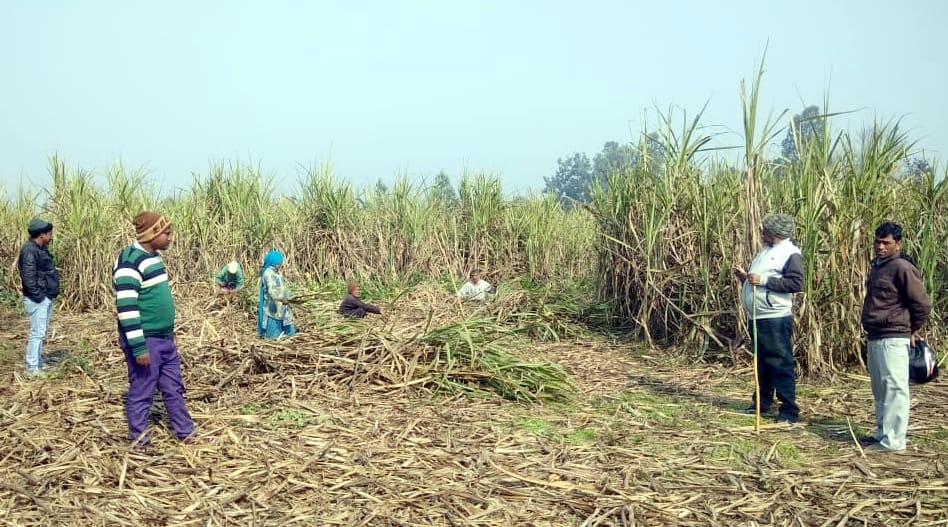 Guldar showed in Mohandia forest after two weeks