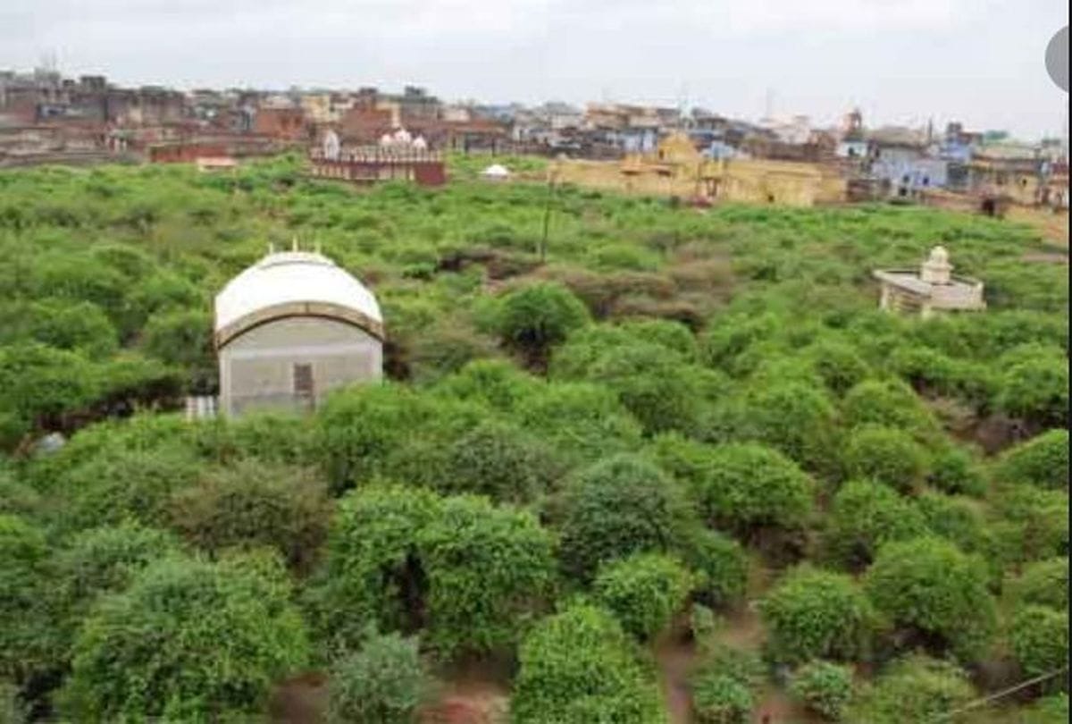 green, vrindavan, tree, gardning