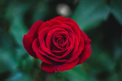 Beauty Tips how to use rose flower in skin care tips in hindi