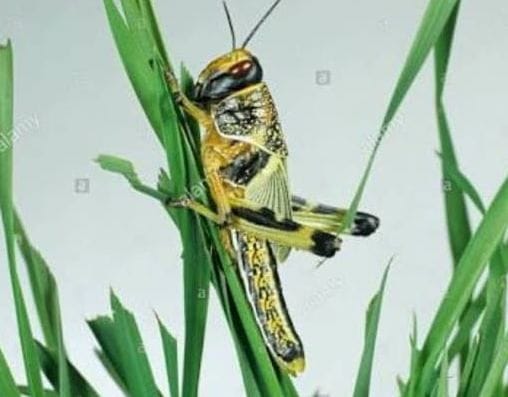 Muzaffarnagar News: Locust threat increases