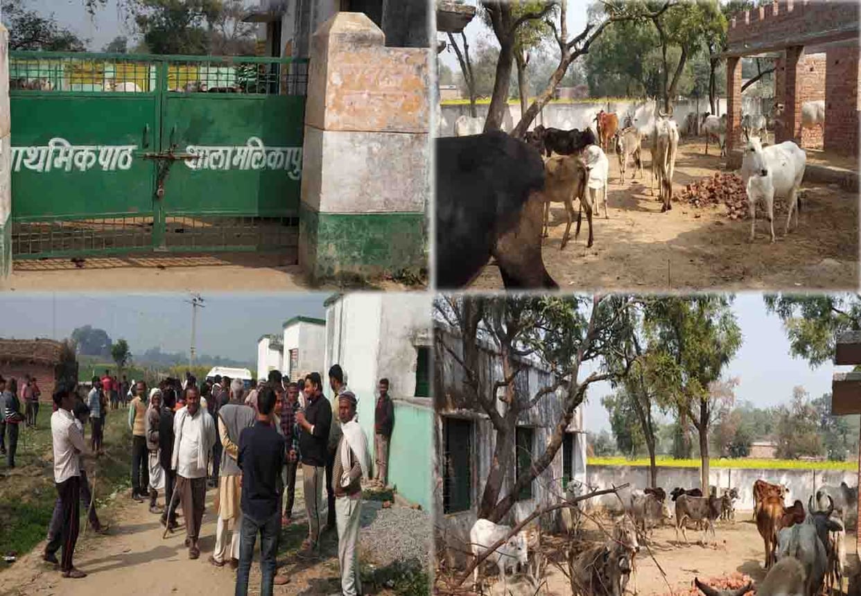 farmers closed cattle at school in hardoi