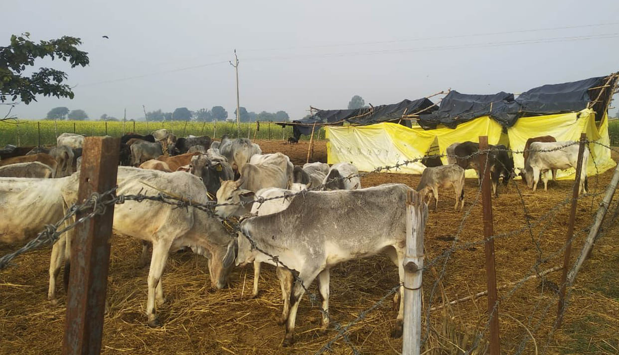 63 thousand over, the plight of cows in the cowshed