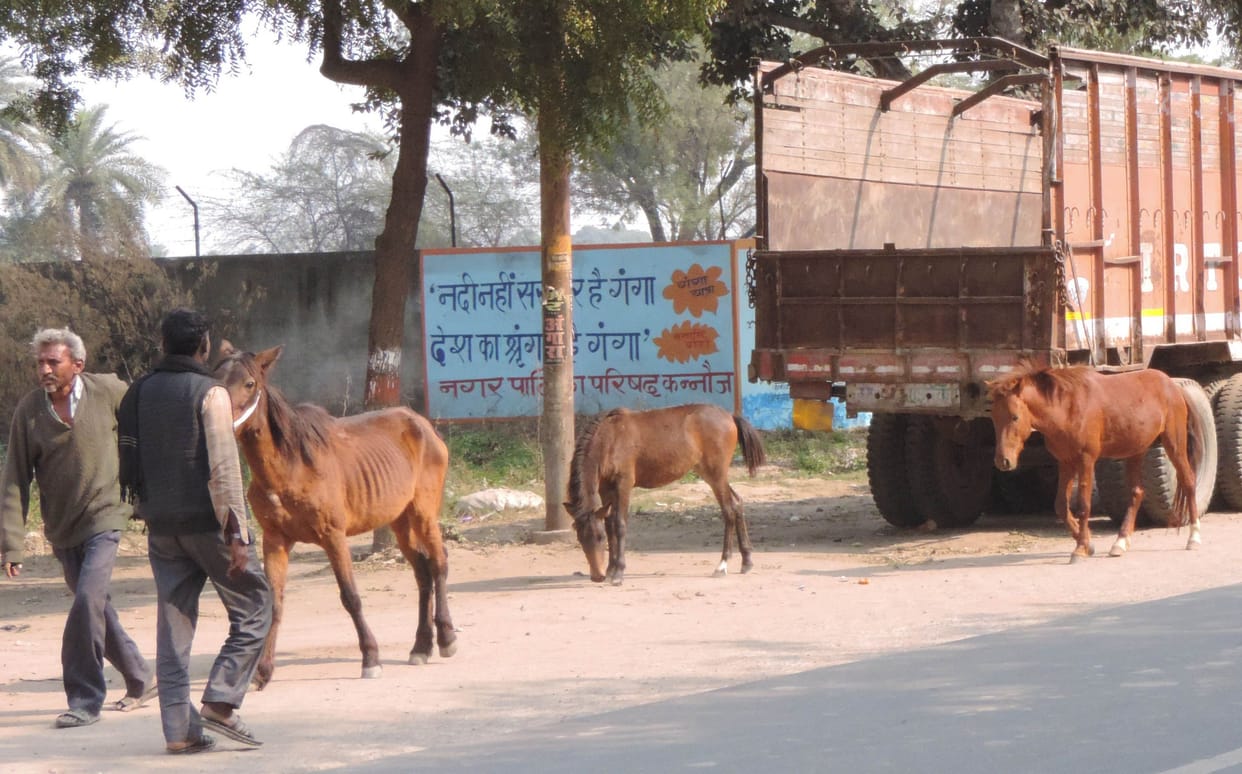 The medical team will detect Glanders disease in horses