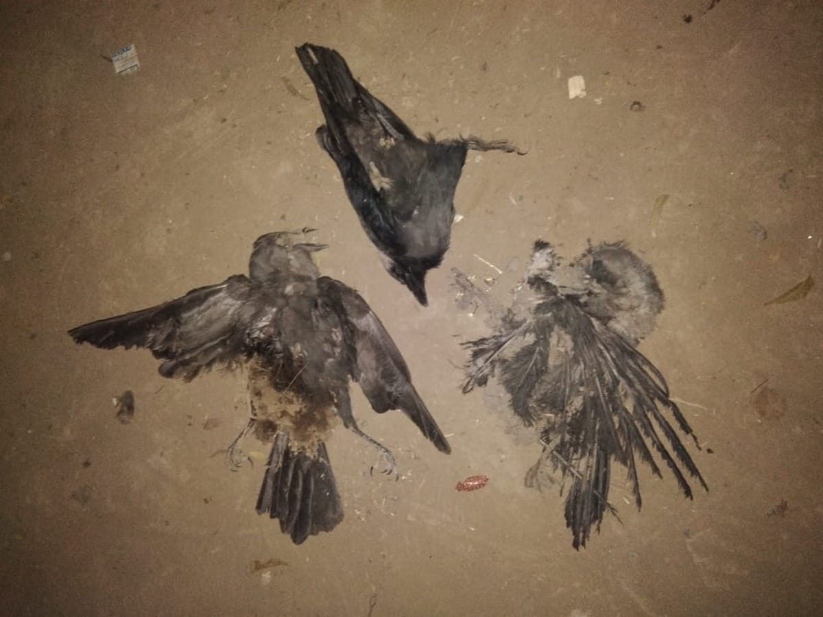 Crows dying mysterious death after falling from tree in varanasi