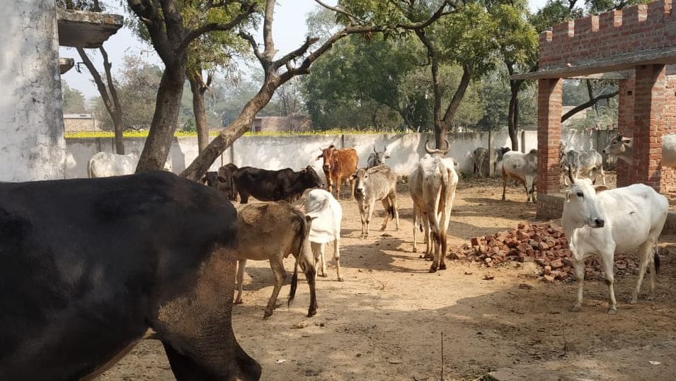 farmers locked cows in school