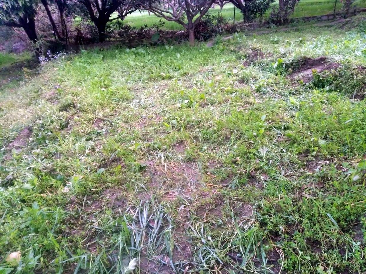 Elephants thrashed many bigha wheat crops in Rampur