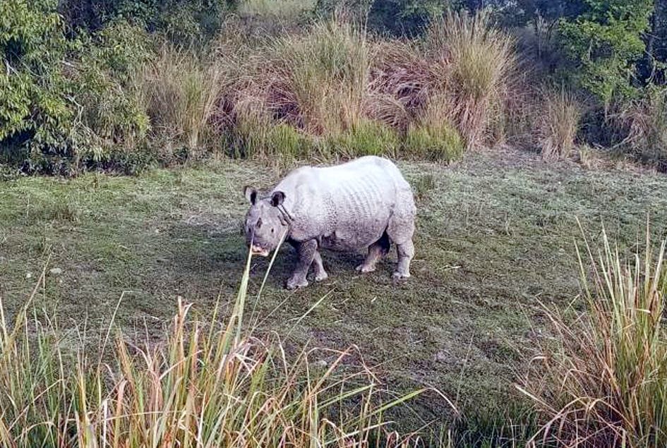 Elephant ride in Dudhwa national park