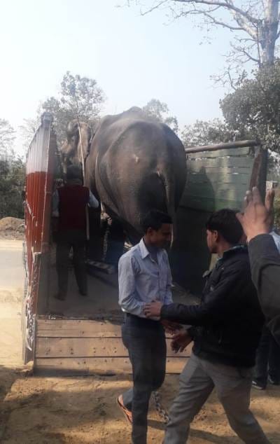 eliphant in Khiri