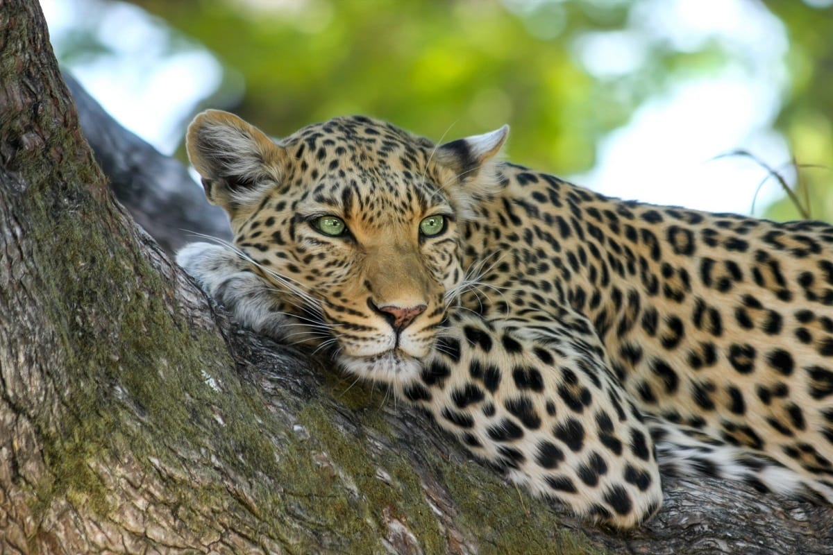 Leopard attacks on woman in aarey colony Goregaon in mumbai