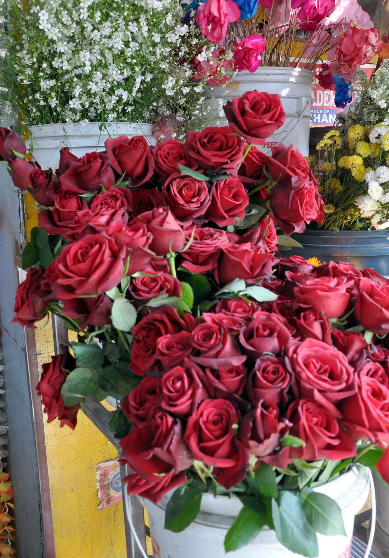 Express love by giving rose