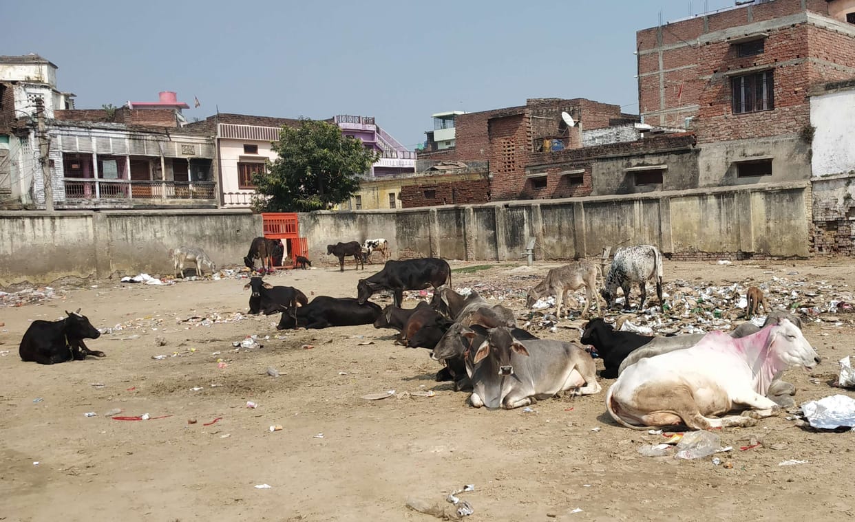 Animal road, fodder money being dumped