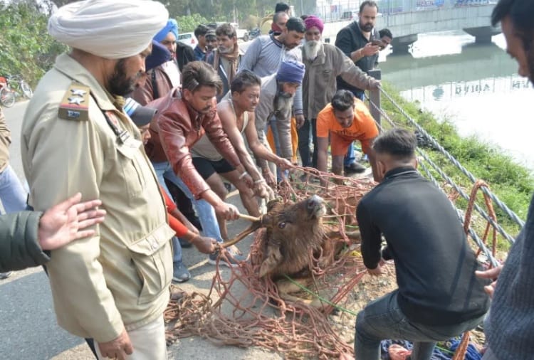 Sambhar fell in the canal, after three hours, took control