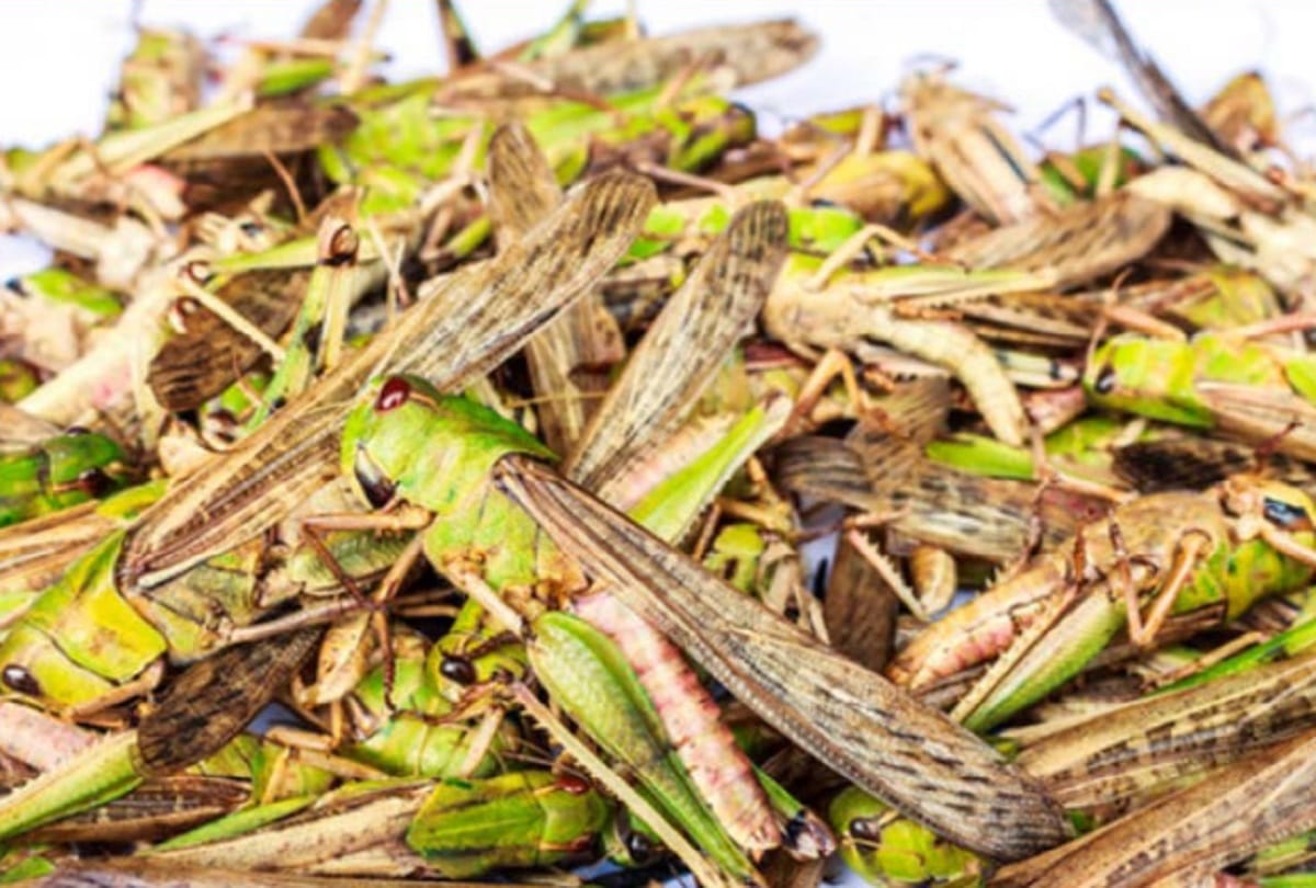 High alert due to fear of attack of Pakistani locusts in Aligarh