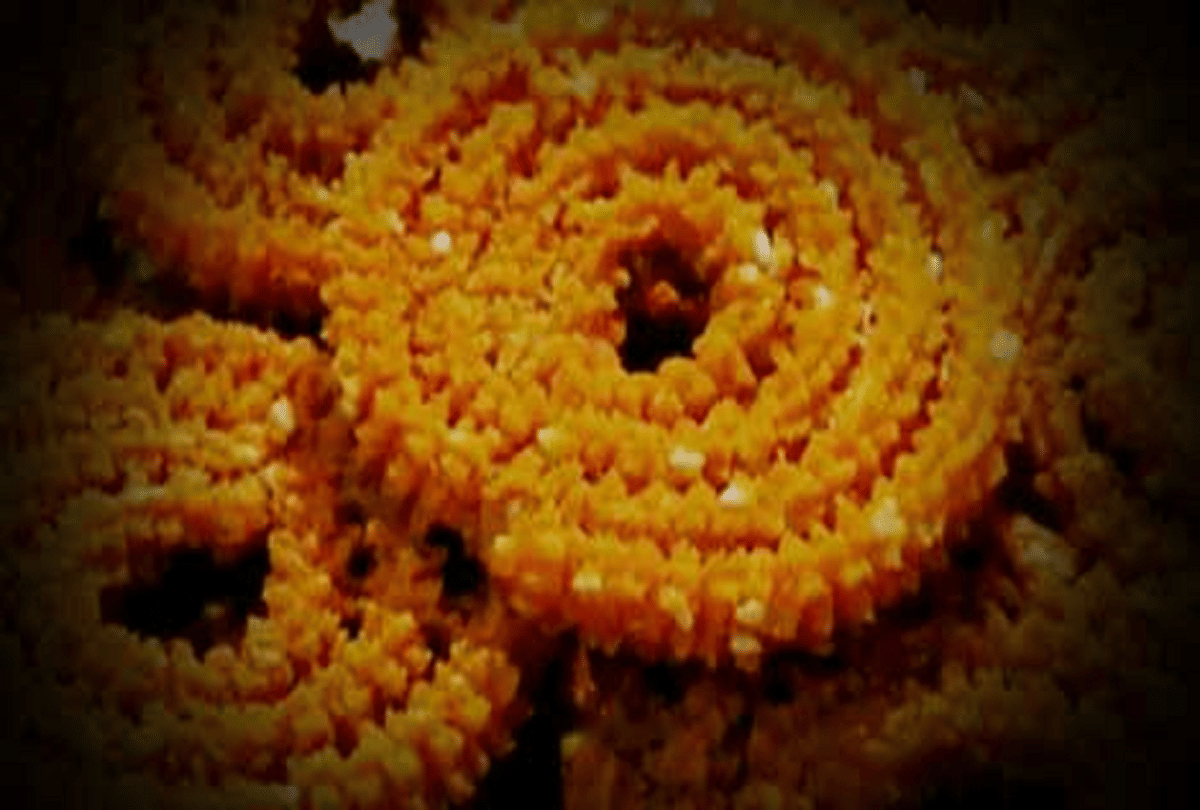 snacks recipes how to make chakli
