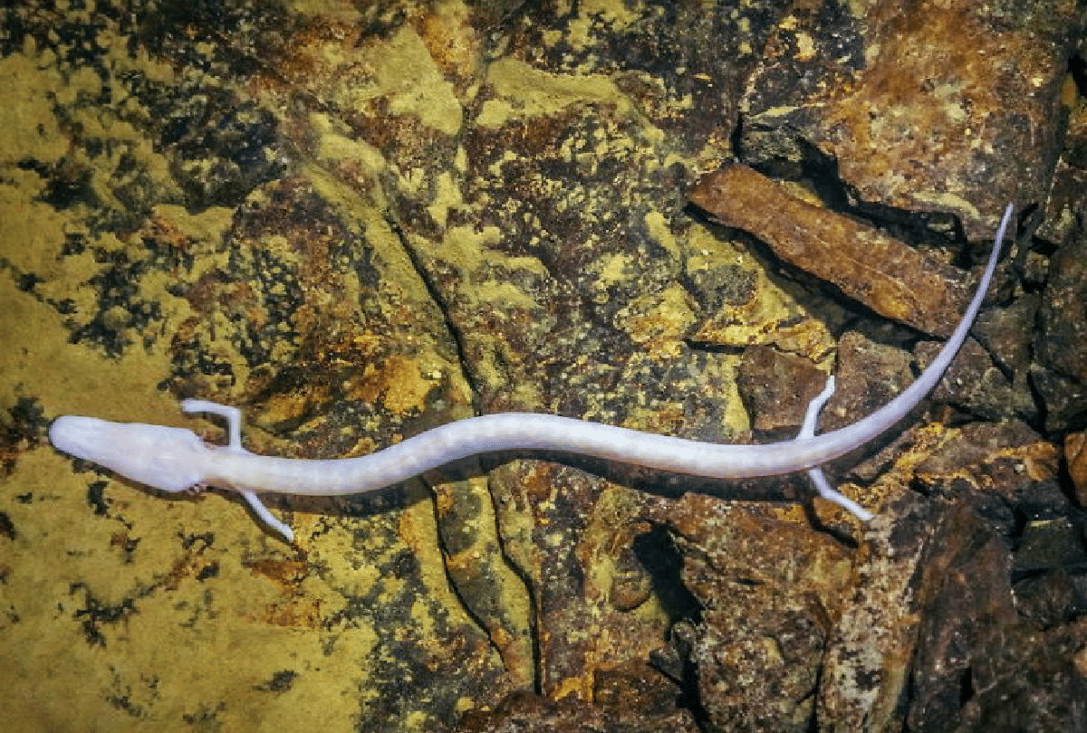 world rare creature salamander baby dragons live for many years without eating