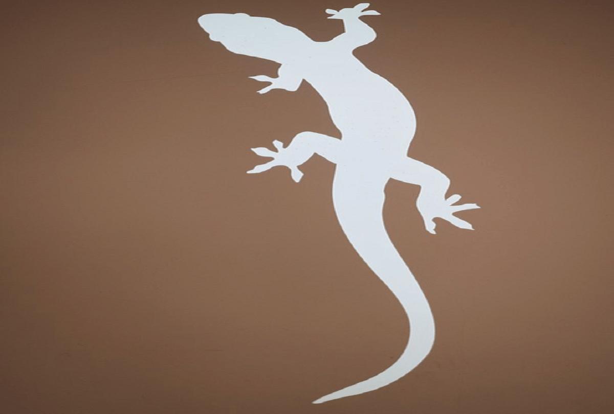 world rare creature salamander baby dragons live for many years without eating