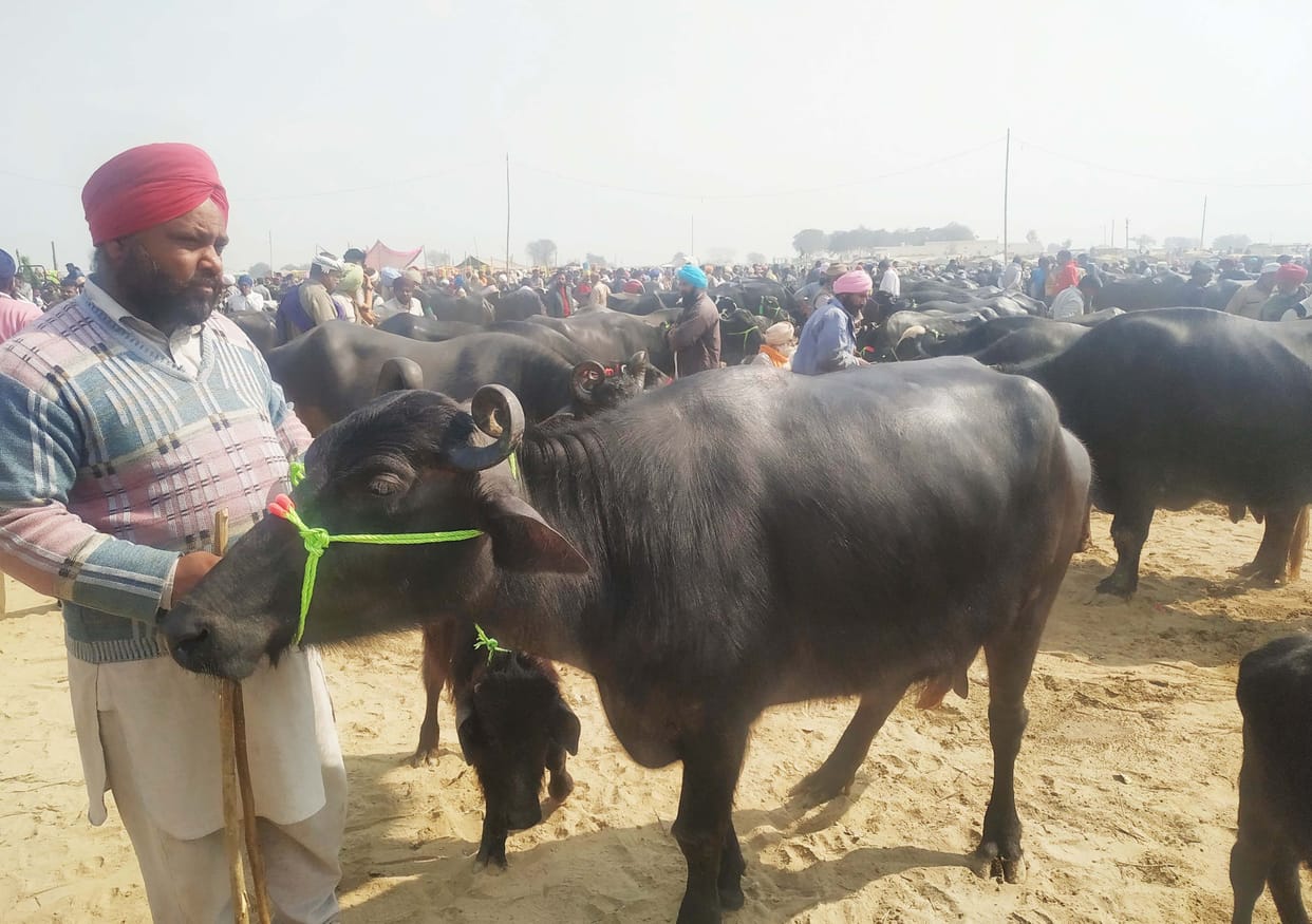 all day long with animal fair in village faggu