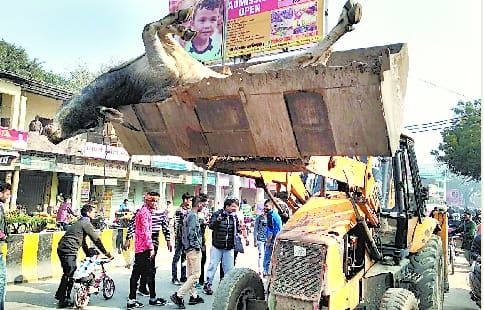 Bareilly: Put the bull in the vegetable market so that his breath stopped throughout the night