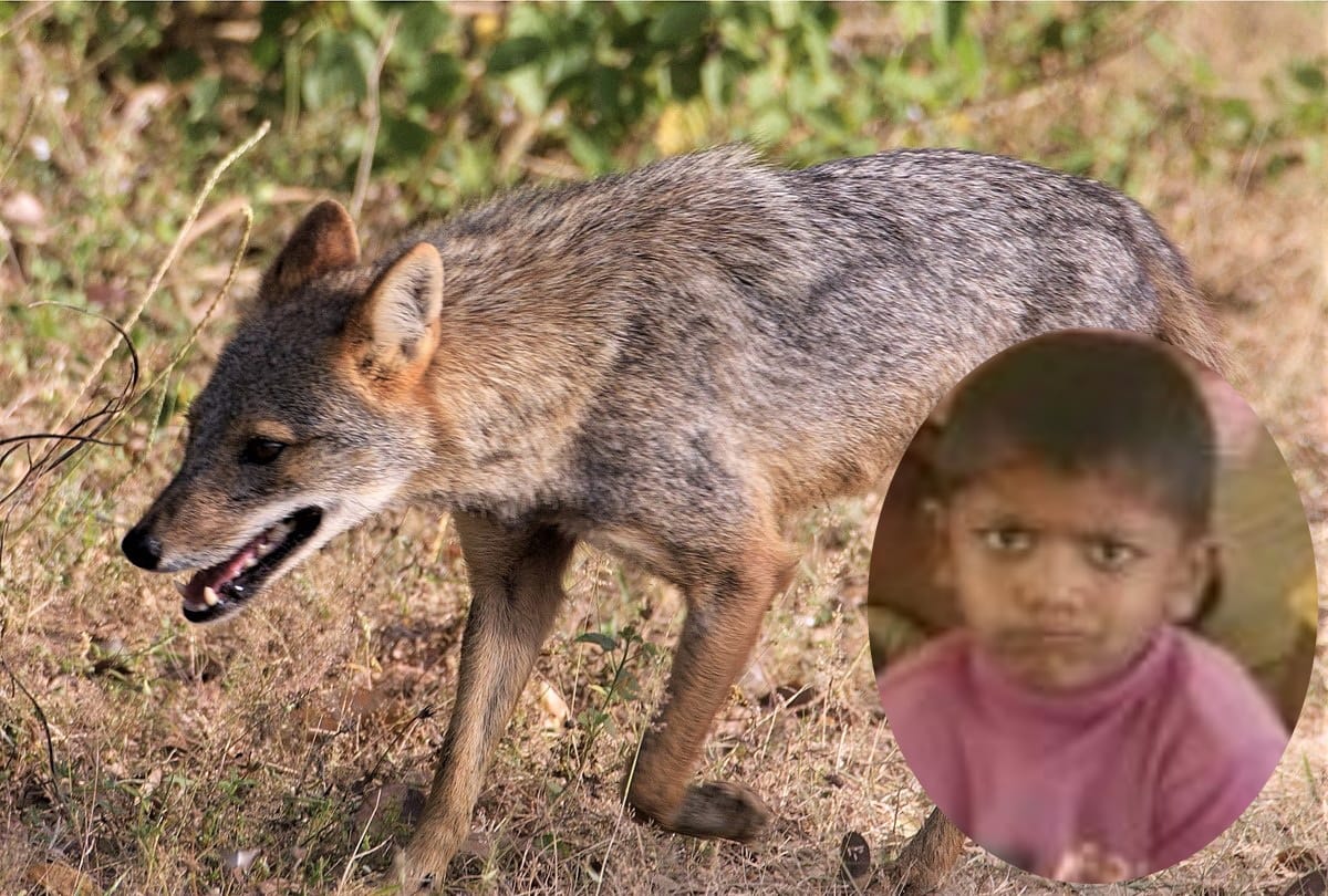 Eight year child dead after Jackal Bite in Gorakhpur