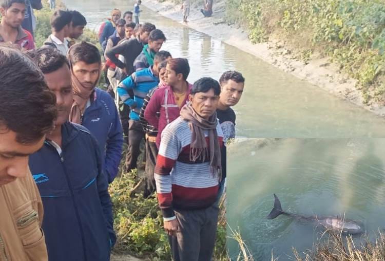 dolphin found in canal of barabanki