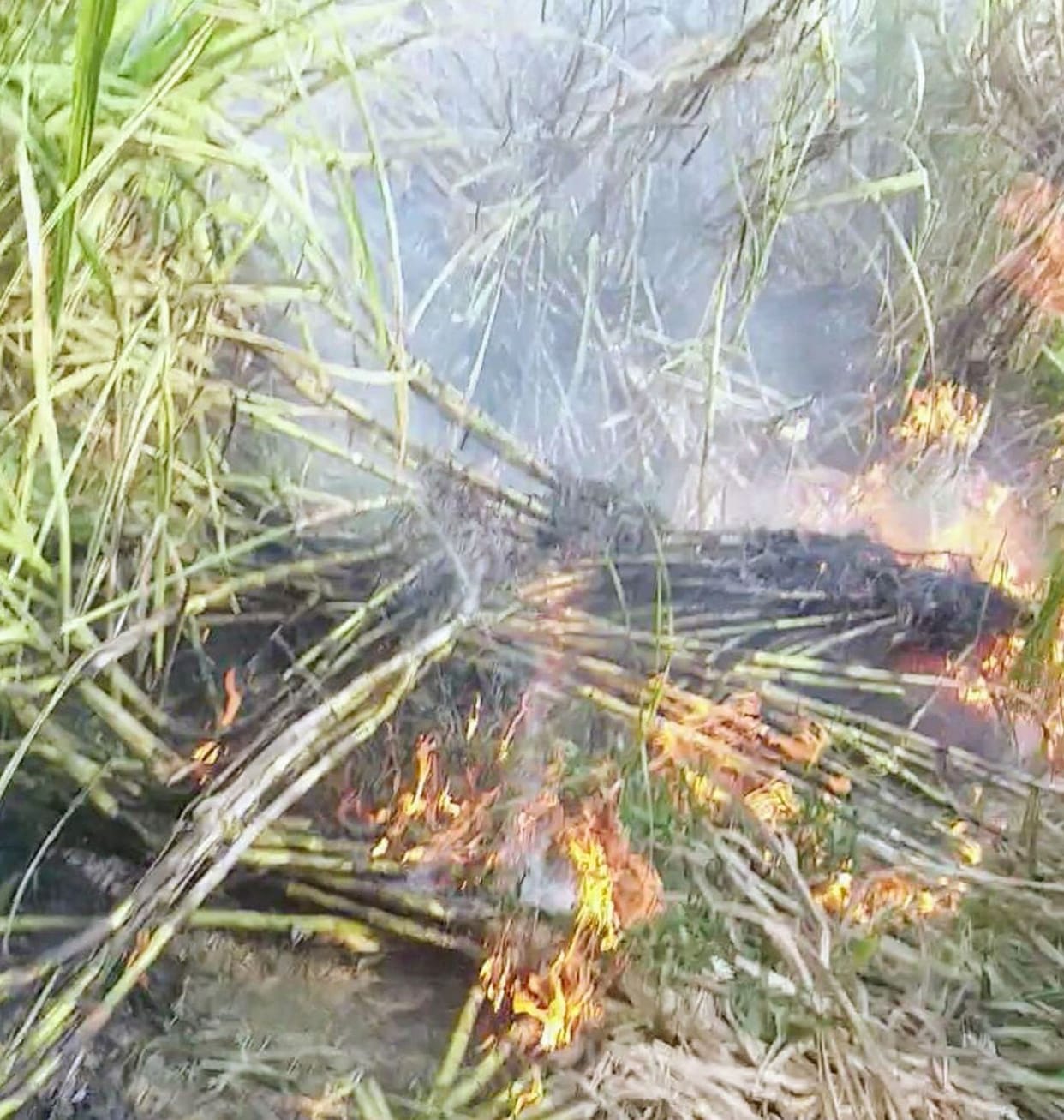 sugergane fired after sparking in hightension line