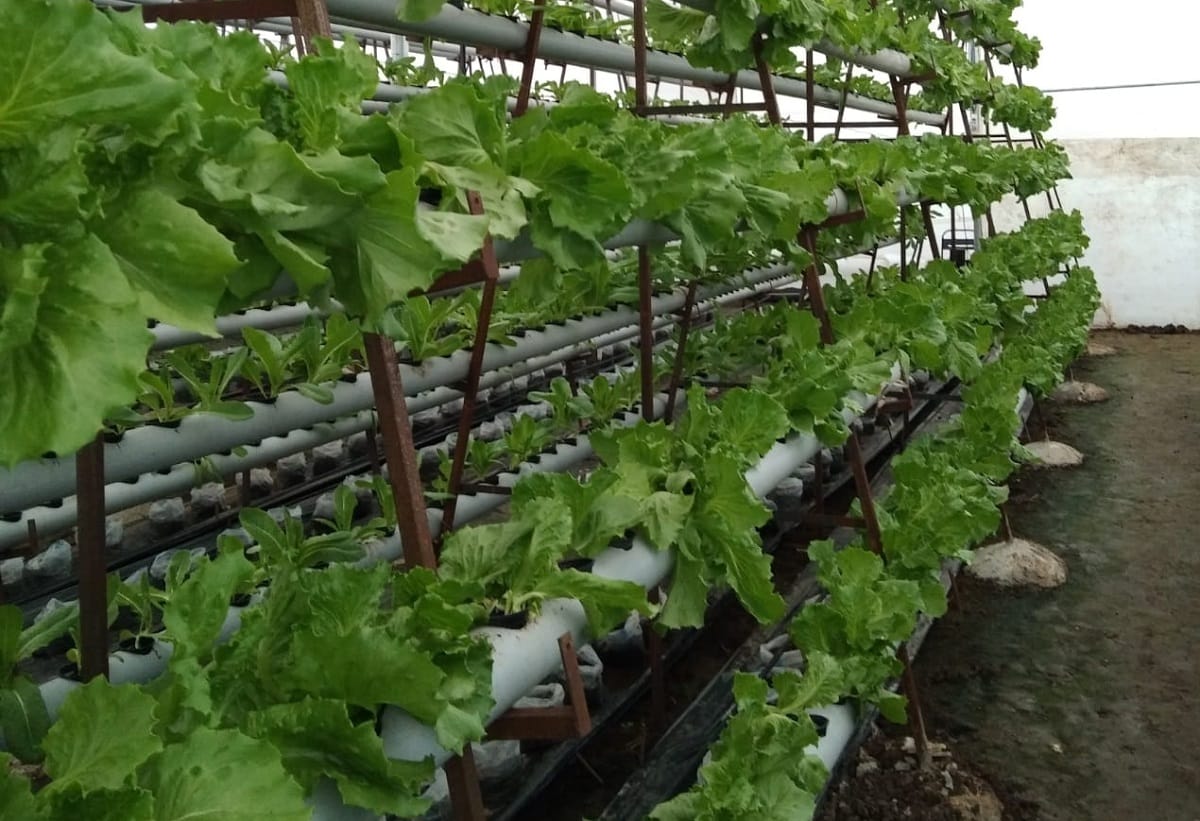 Now students will learn gardening using hydroponic technology in delhi