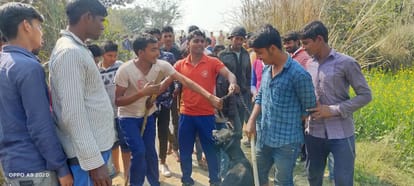 Villagers are scared of leopard in jaunpur four people have been injured