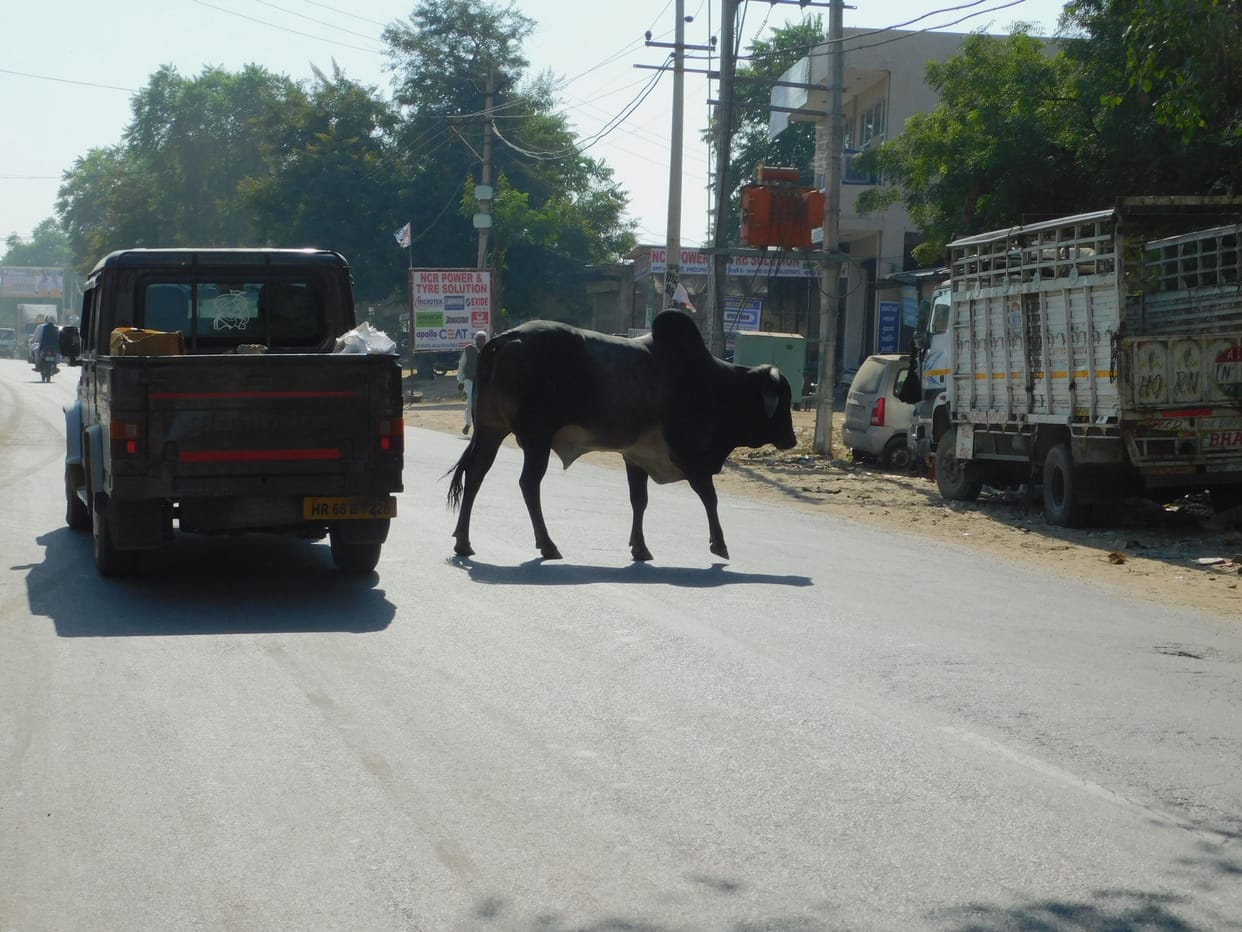 Walking through terror of unclaimed animals is also not free from danger