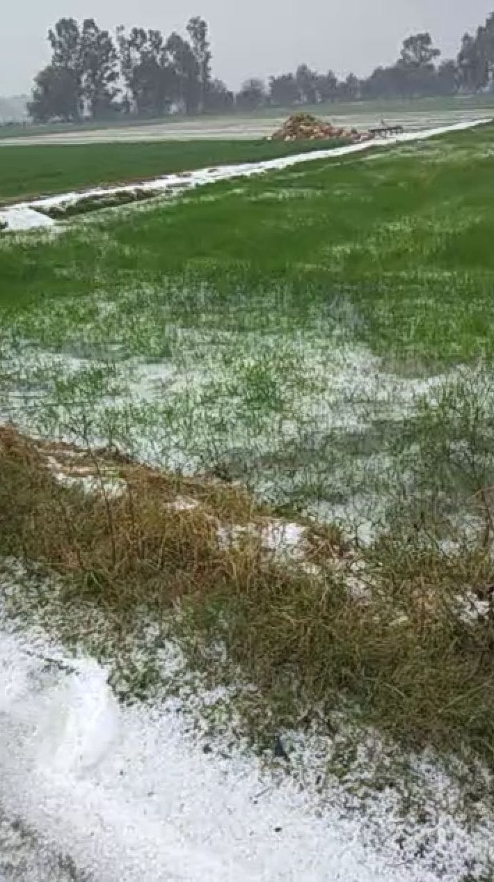 hail inundation of 1500 acres of wheat in 75 villages was destroyed by 75 %