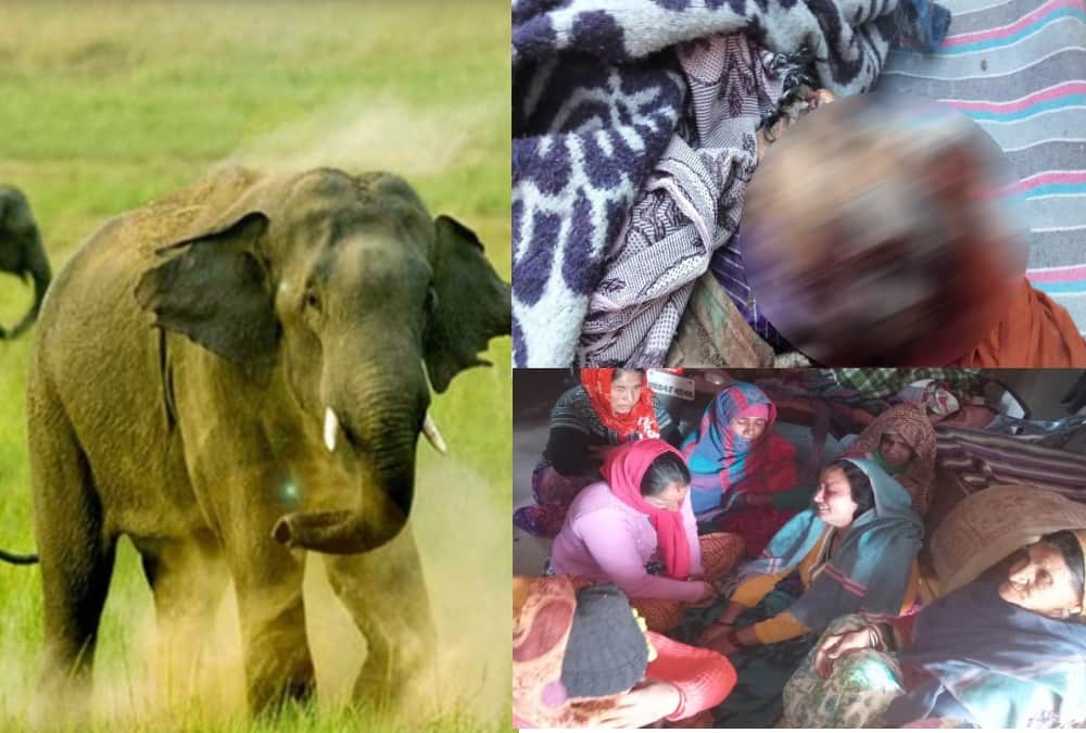 Wild Elephant killed Farmers Brutally In Udham Singh nagar, Photos