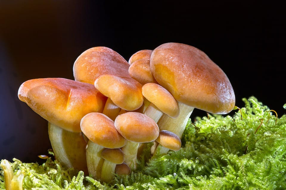 Mushrooms health benefits heart to bones