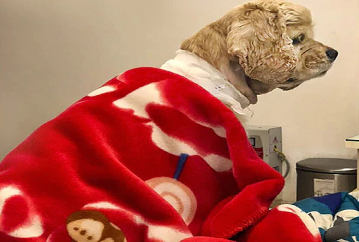 pacemaker implanted in dog for first time in india