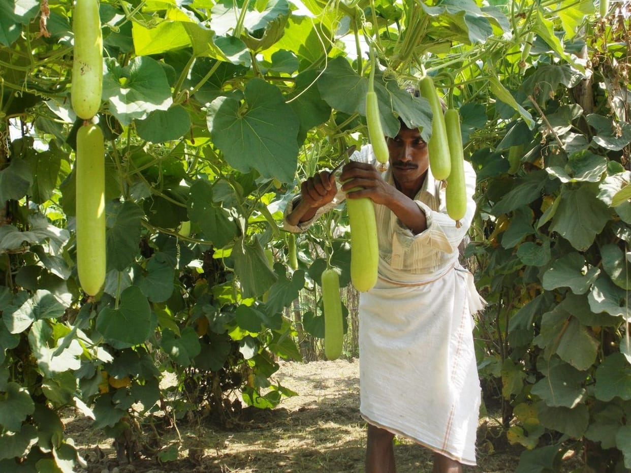 Bahraich's agricultural model got recognition at national level
