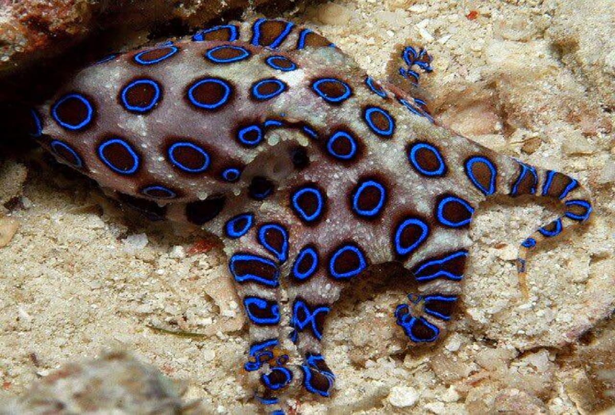 5 Most Dangerous And Poisonous Creatures In The World