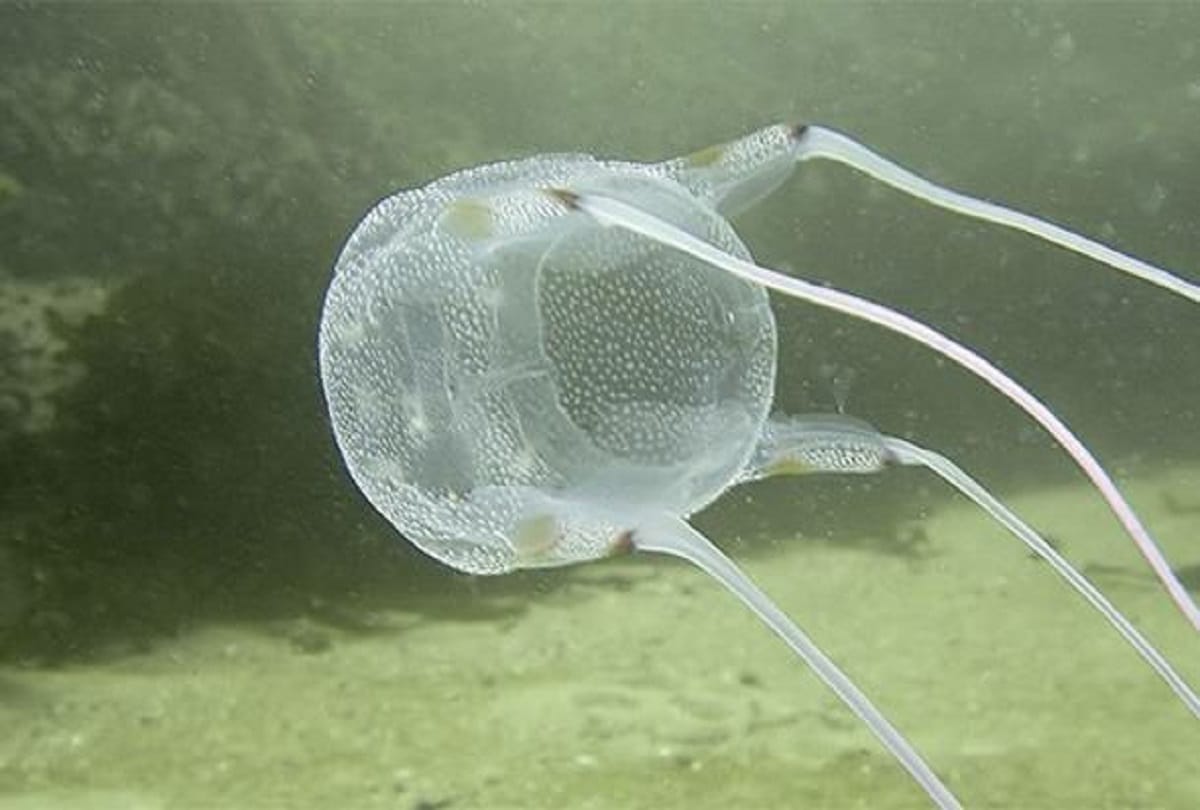 most mysterious creature in the world immortal jellyfish who never dies