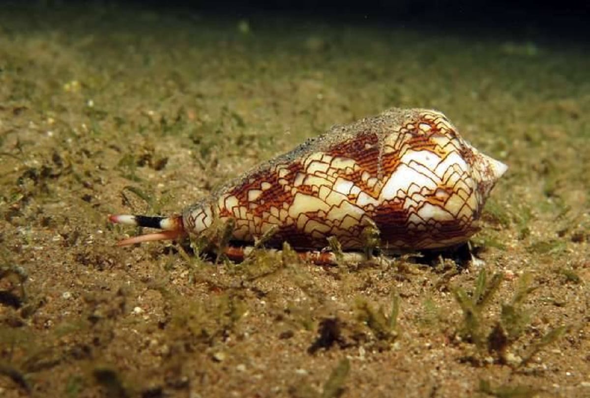 Most dangerous and poisonous creatures in the world