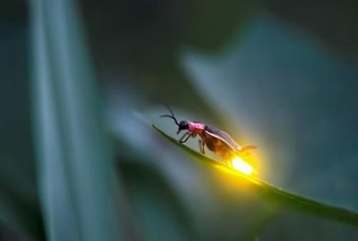 why firefly glow at night know the mystery behind this