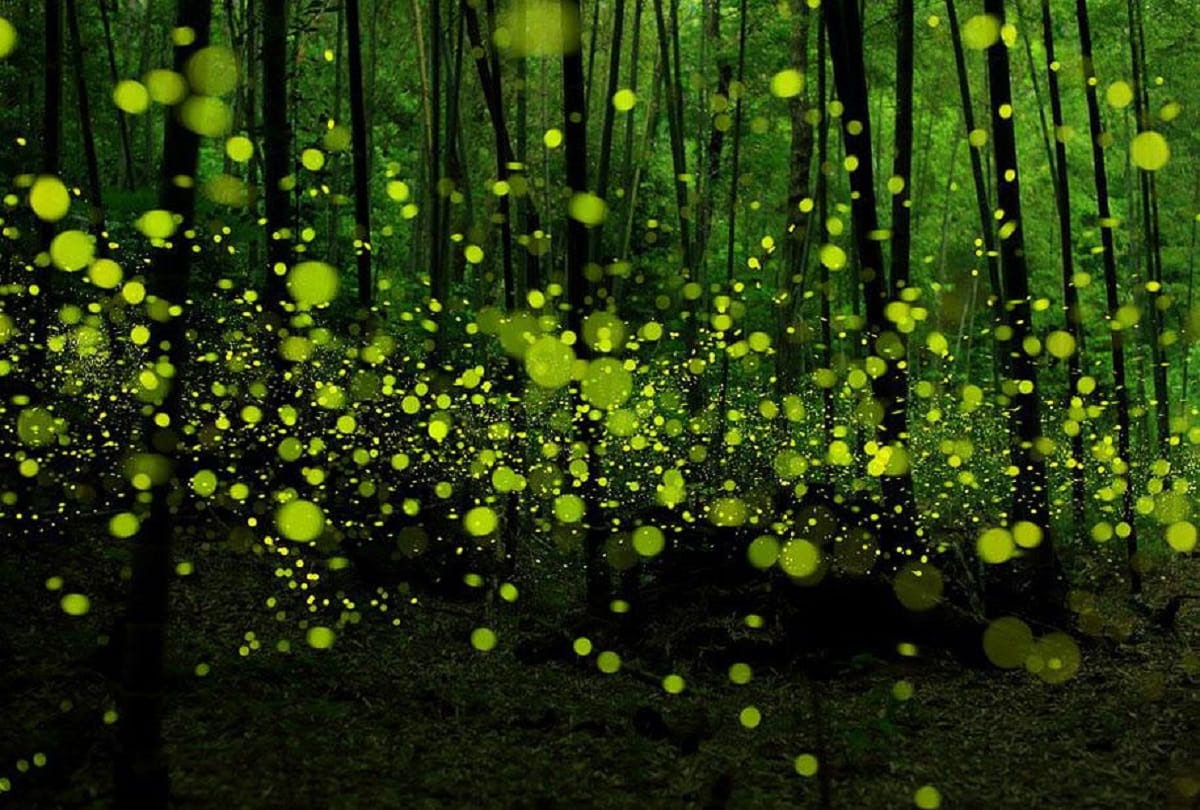 know the mystery behind firefly glow at night