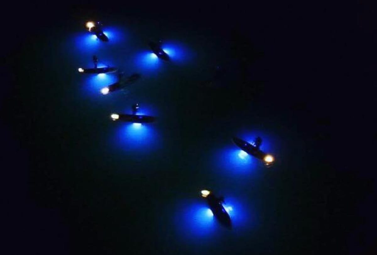 why firefly glow at night know the mystery behind this