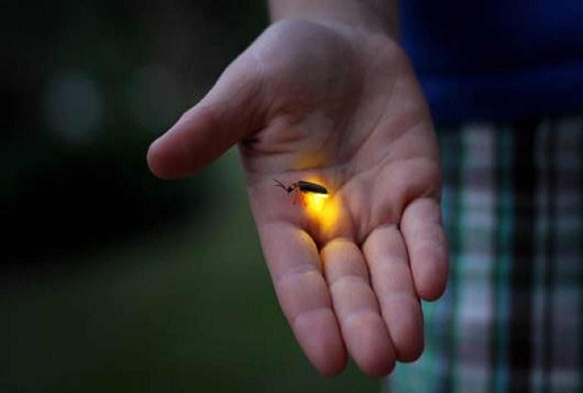 know the mystery behind firefly glow at night