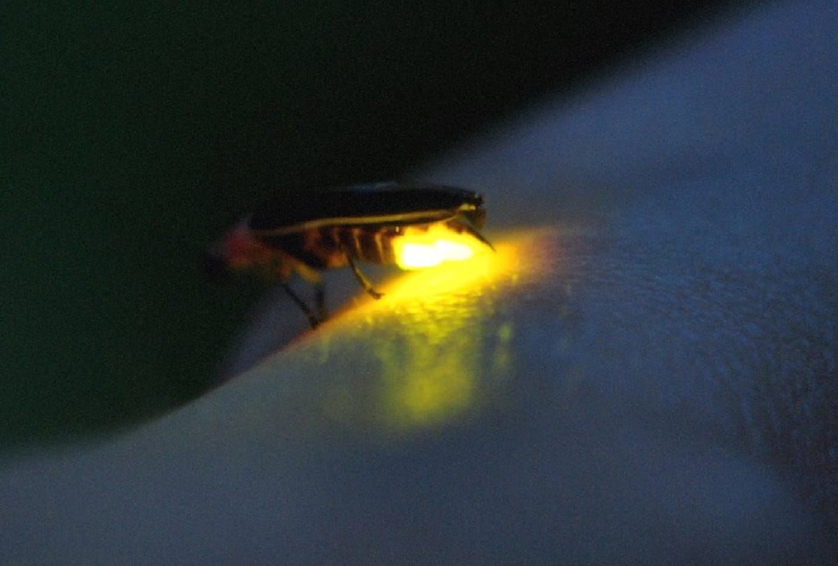 why firefly glow at night know the mystery behind this